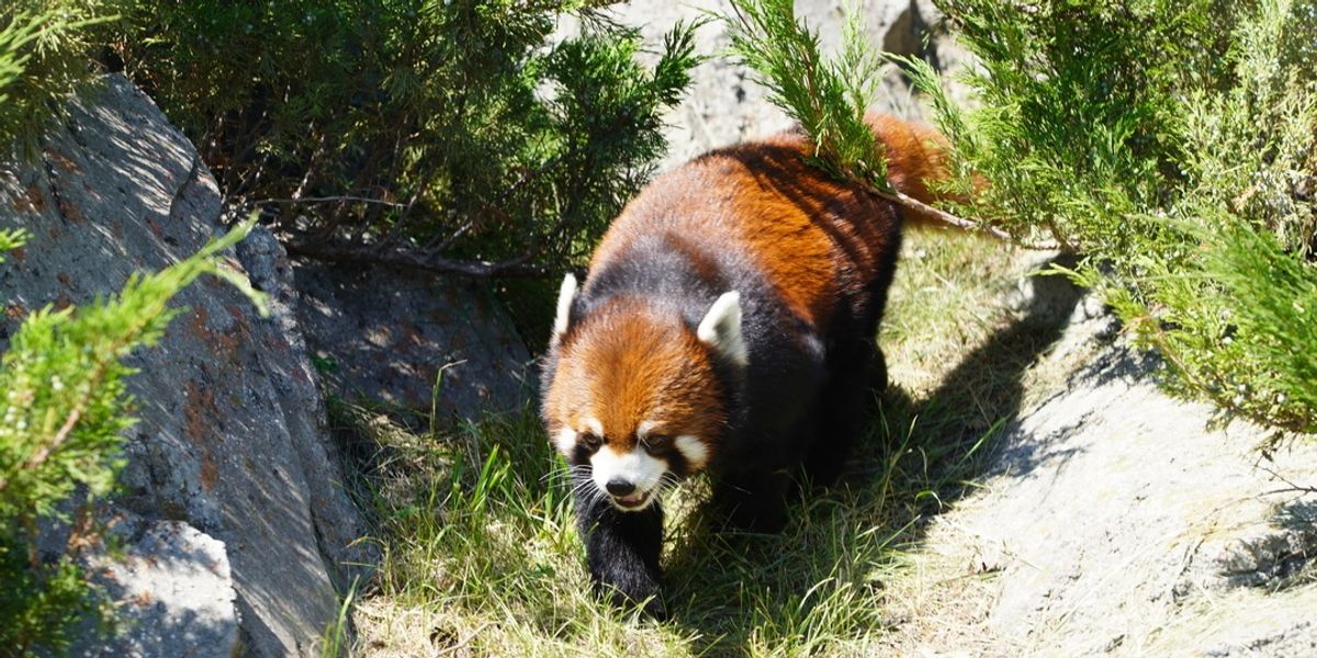 Wilder Institute's Calgary Zoo opens new Asian Highlands exhibit
