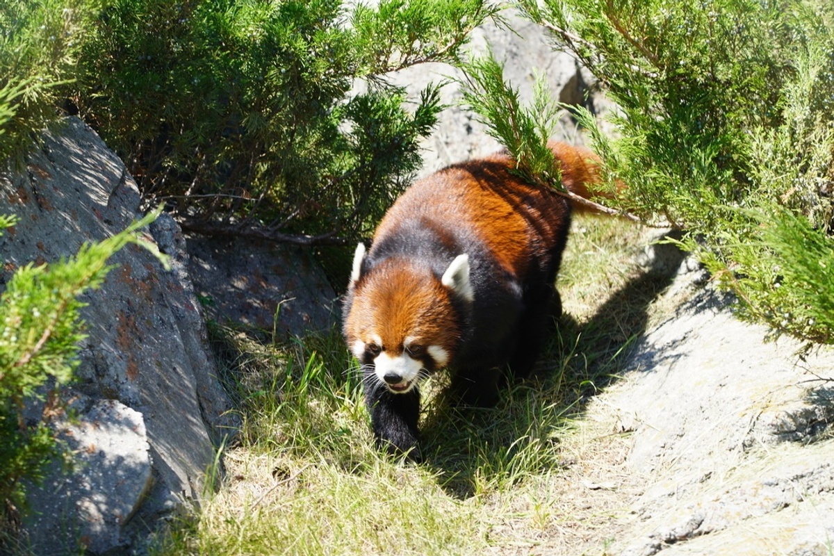 Red panda walking through sunlit greenery and rocks at the Calgary Zoo
