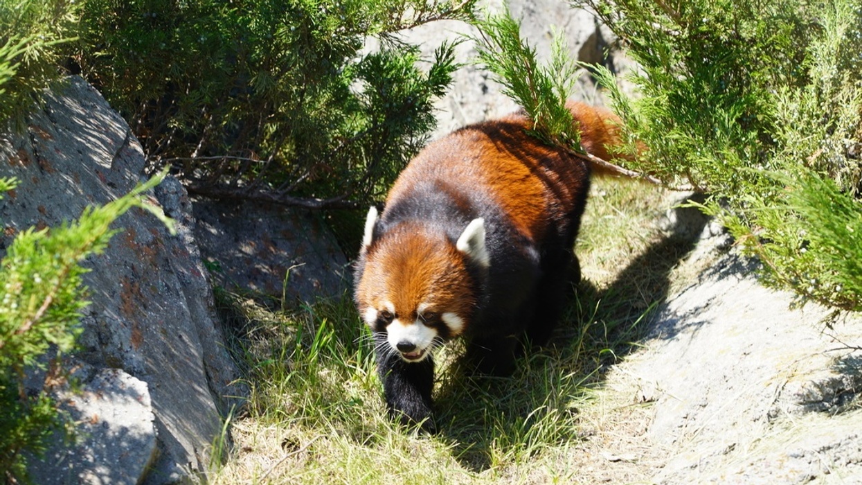 Red panda walking through sunlit greenery and rocks at the Calgary Zoo
