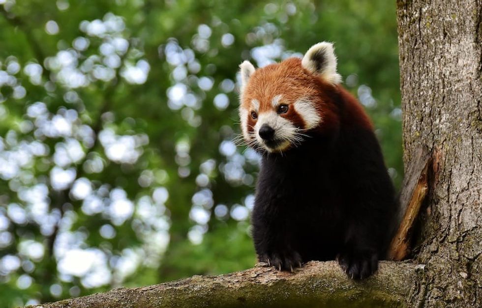 Red panda