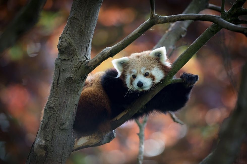 Red panda