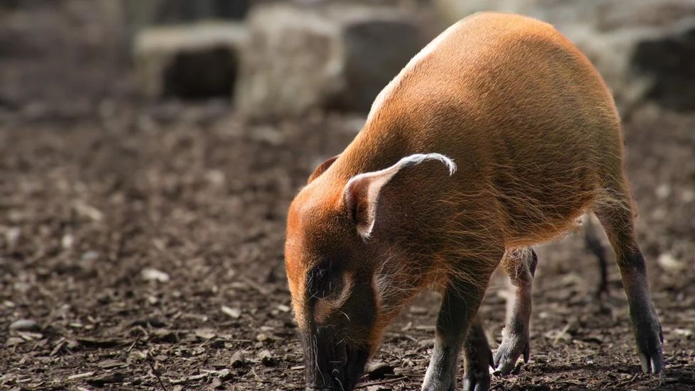 Red river hog at Marwell Zoo in Hampshire, Englad foraging on dirt ground.