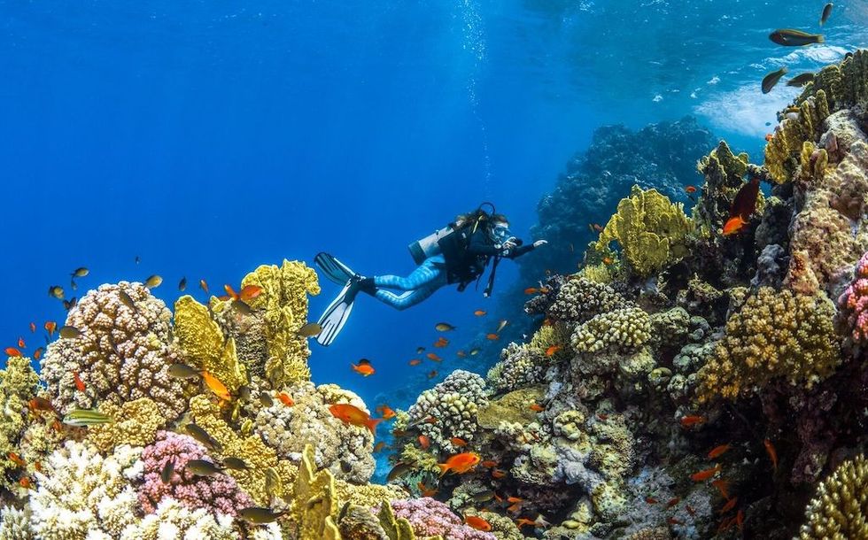 Red Sea diving