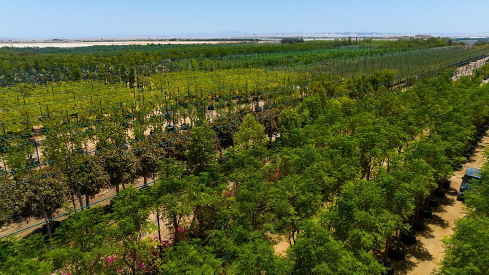 red sea global botanica