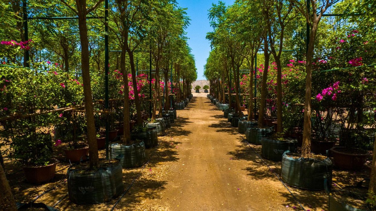 red sea global botanica