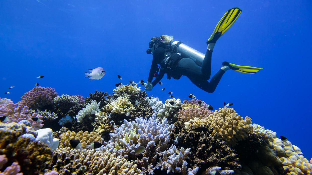 red sea global coral