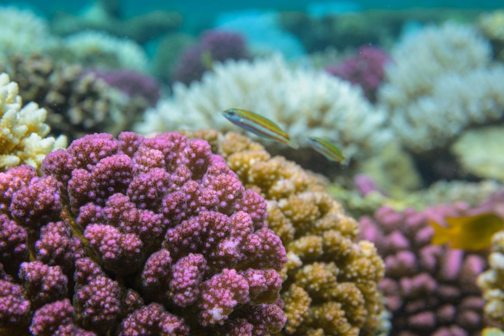 red sea global coral
