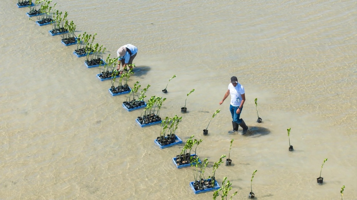 red sea global red mangrove restoration