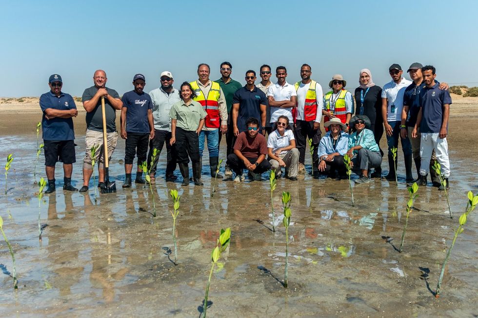 red sea global red mangrove restoration