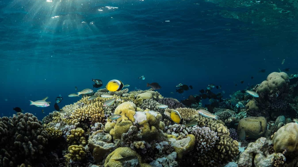 red sea global saudi arabia