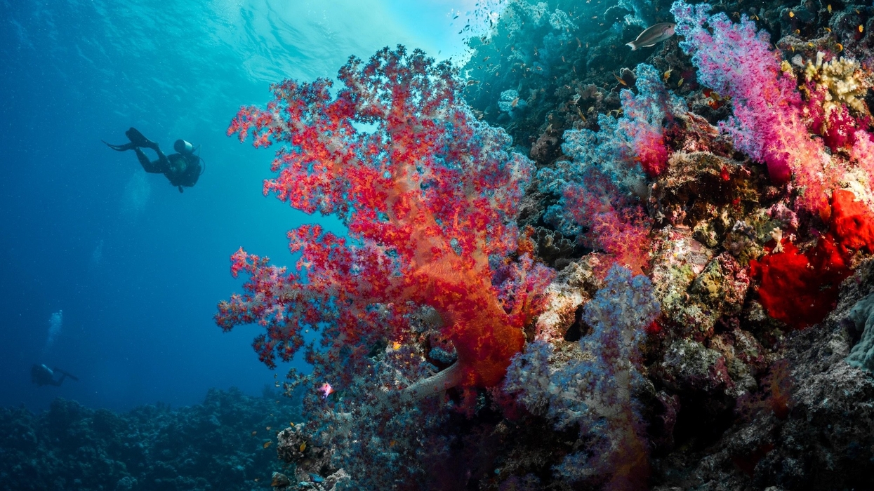 red sea global