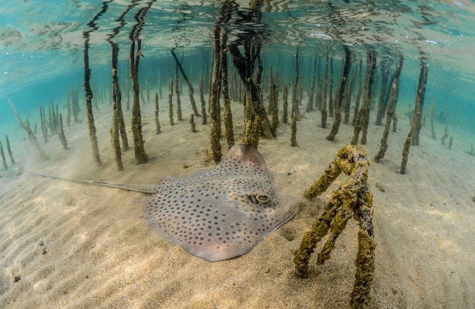Red Sea Mangroves