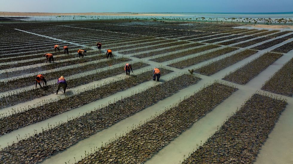 red sea planting mangroves