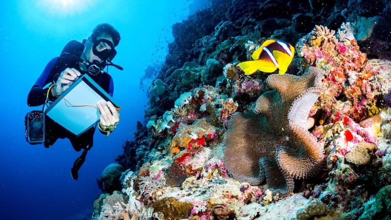 red sea project saudi arabia