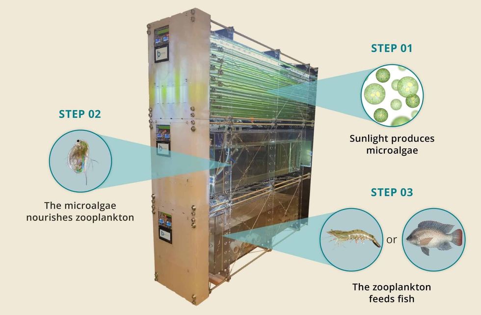 red sea project sustainable seafood