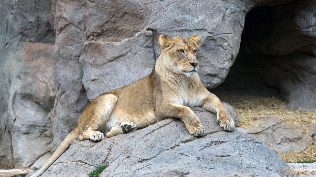 reid park zoo