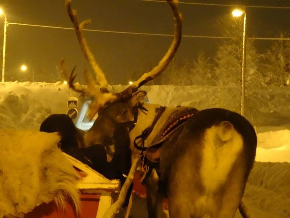 reindeer kissing Roland