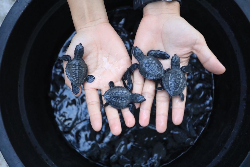 rescued baby turtles