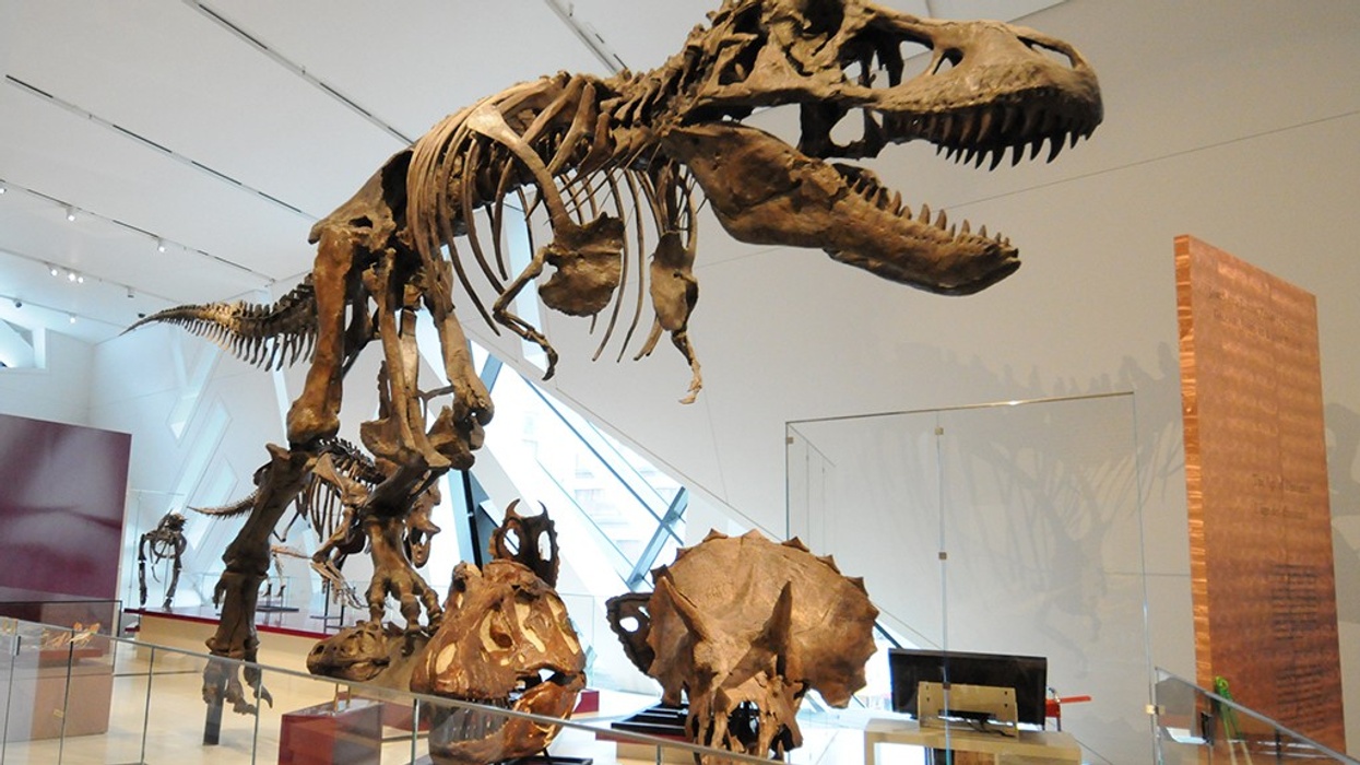 Research Casting International - Dinosaur Cast Mounting & Finishing