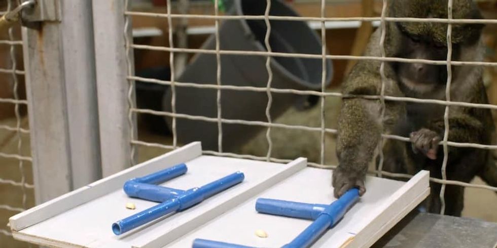 research Smithsonian's National Zoo