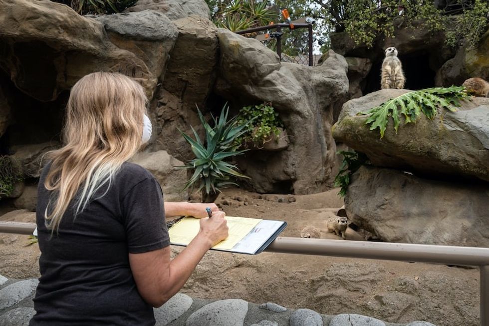 Researcher Peggy Wu Observing Meerkats_LA Zoo