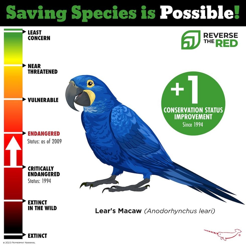 Reverse the Red saving species is possible