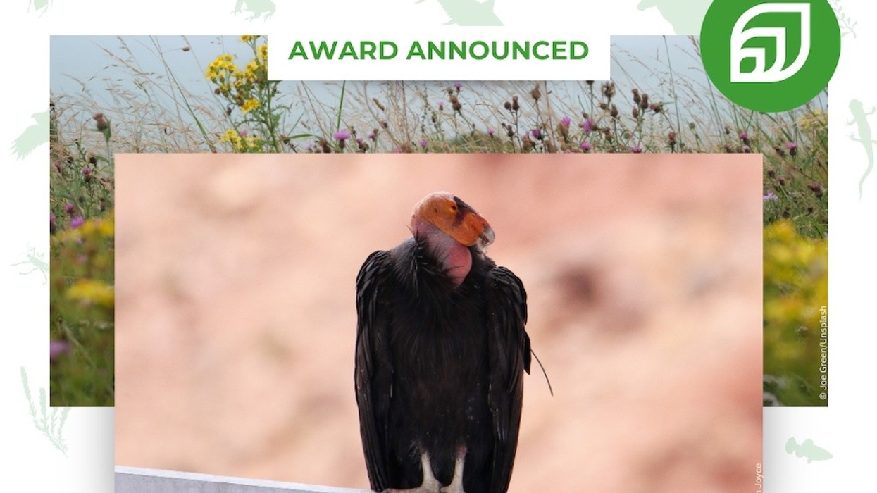 Reverse the Red species pledge award