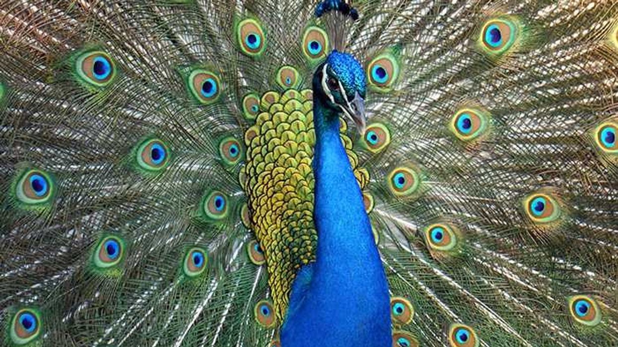 RFP - Alexandria Zoo 10-year strategic development plan