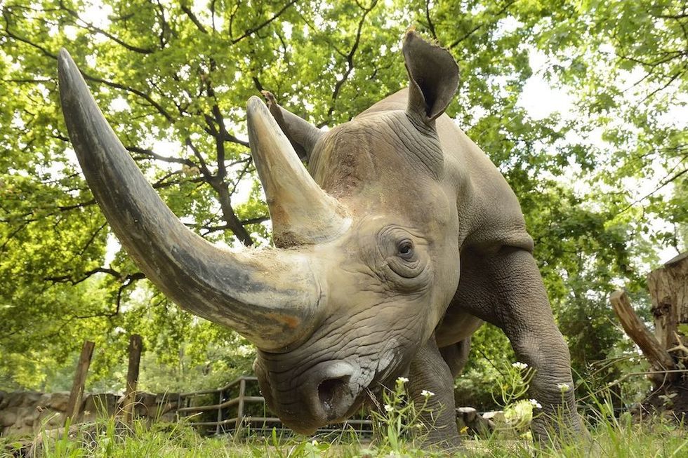 rhino at berlin zoo