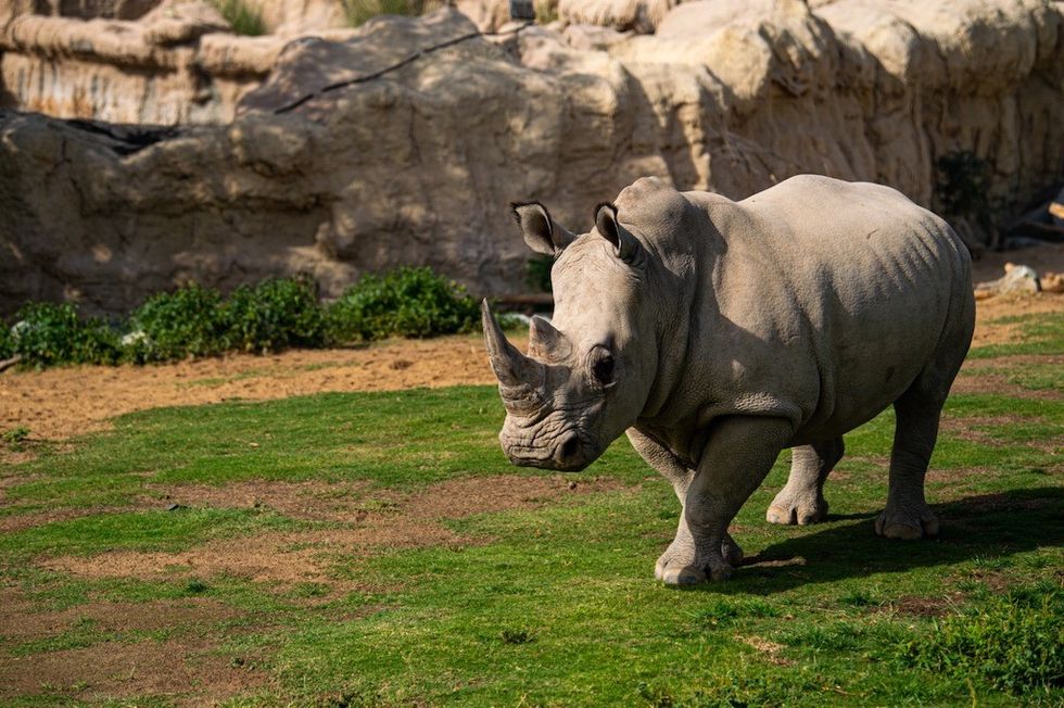 Rhino at Dubai Safari Park
