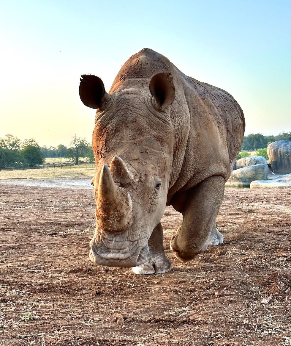 Rhino at Longneck Manor