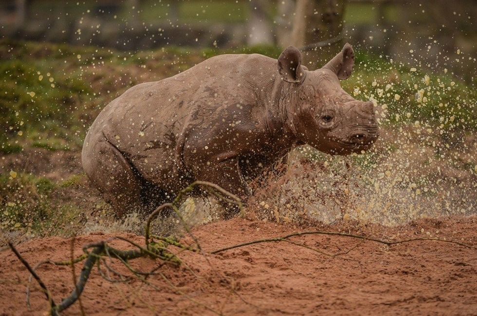 Rhino joyfully splashing in a muddy puddle, surrounded by green grass at Chester Zoo