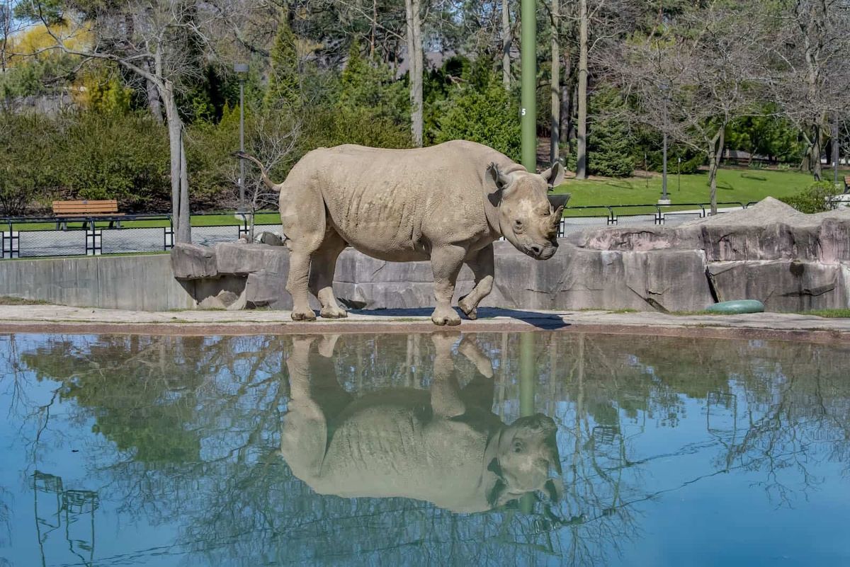 Rhino Jozie Milwaukee Zoo