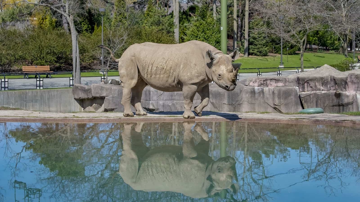 Rhino Jozie Milwaukee Zoo