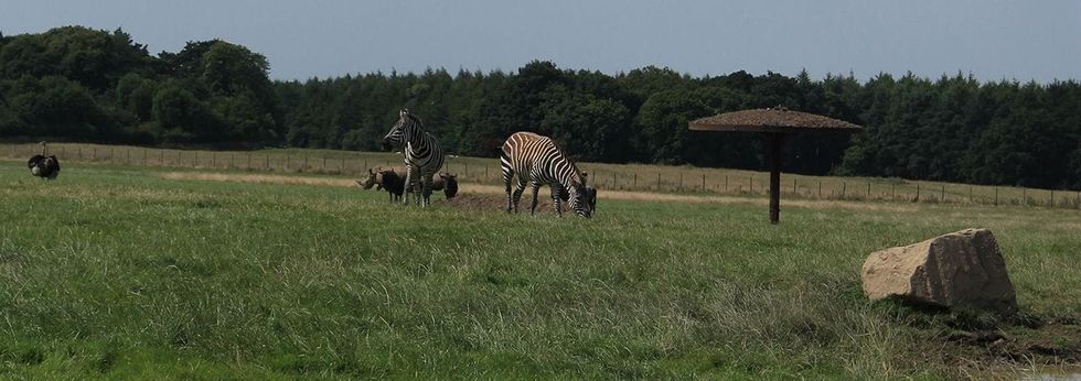 Rhino Section, wildebeest, zebra and ostrich knowsley