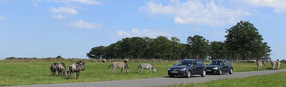 Rhino Section, wildebeest, zebra knowlsey