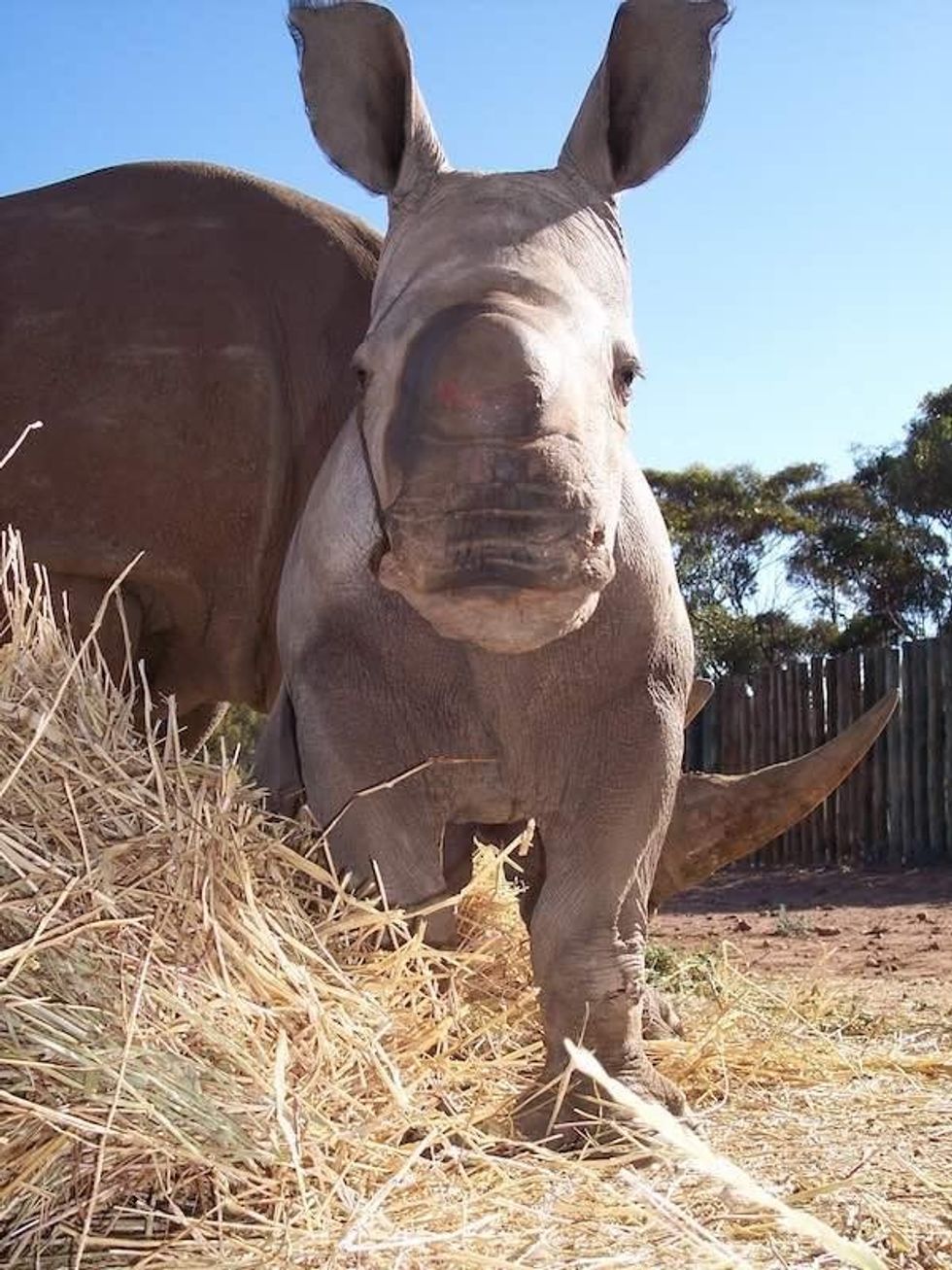 rhinoceras zoos sa zoos south australia