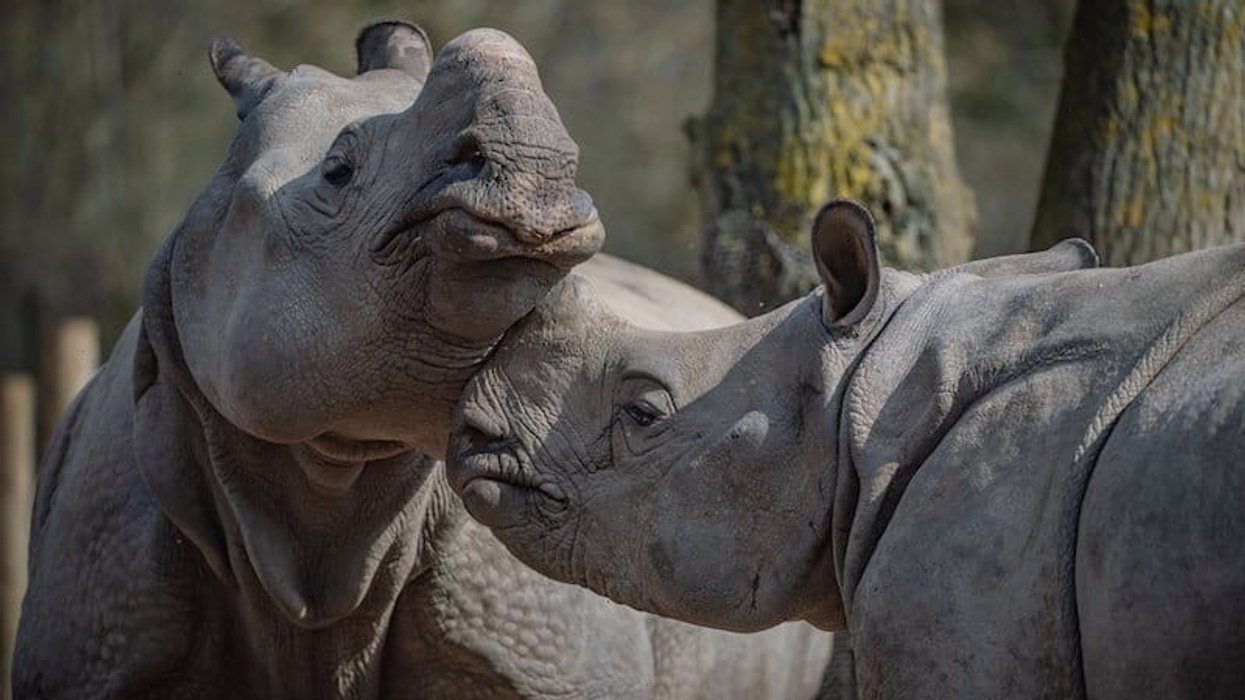 rhinos at chester zoo UK Zoo Animals Fund