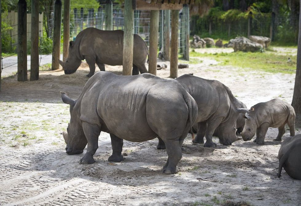 Rhinos at Zoo Tampa