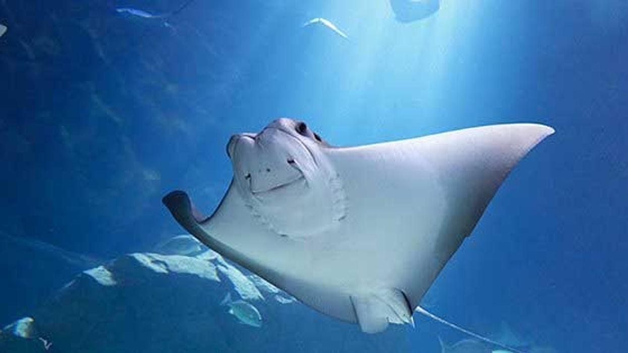 ripley aquarium canada