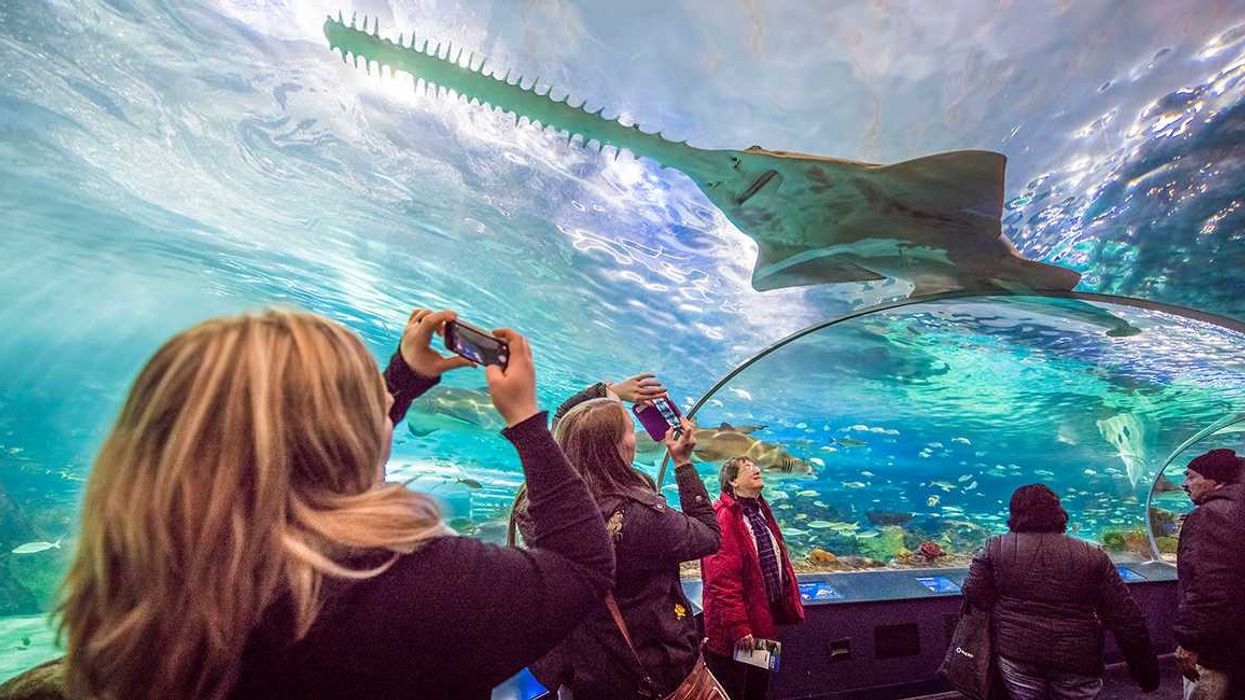 ripley aquarium visitors in glass tunnel