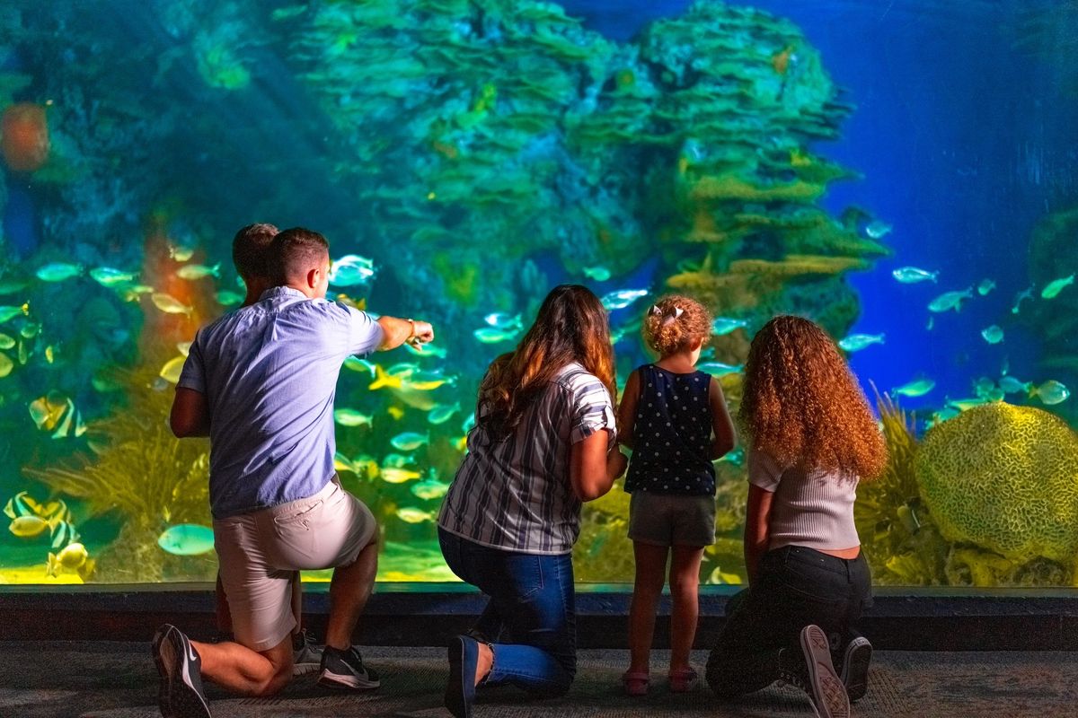 ripley aquarium