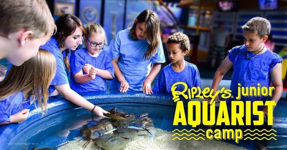 Ripleys Aquarist Camp