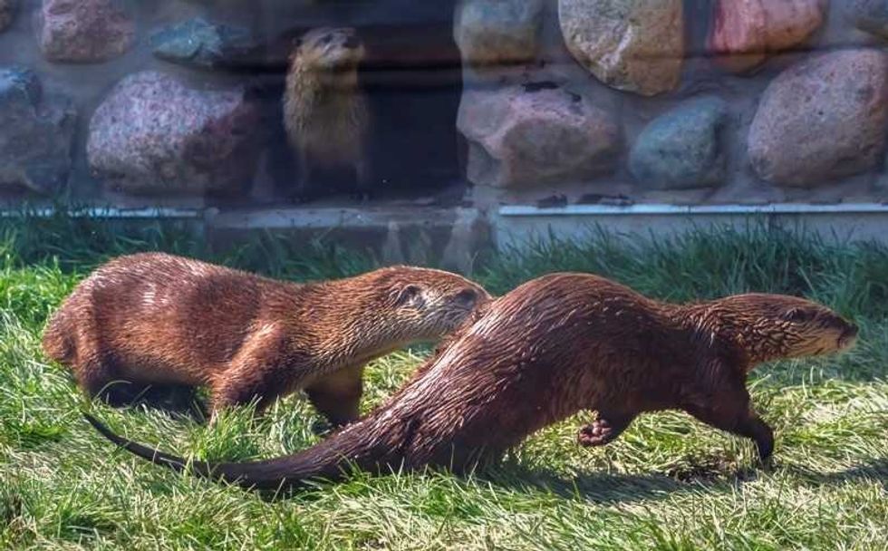 river otters play in Otter Passage at Milwaukee County Zoo