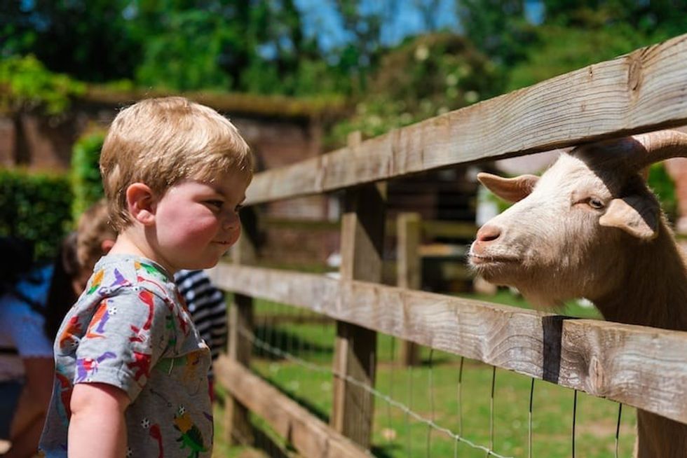 ROARR dinosaur adventure goat