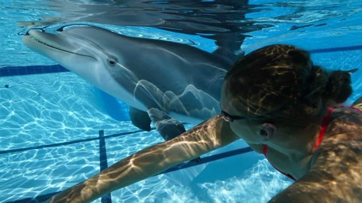 robotic dolphin