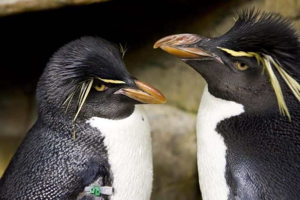 Rockhopper Penguins at Shedd Aquarium