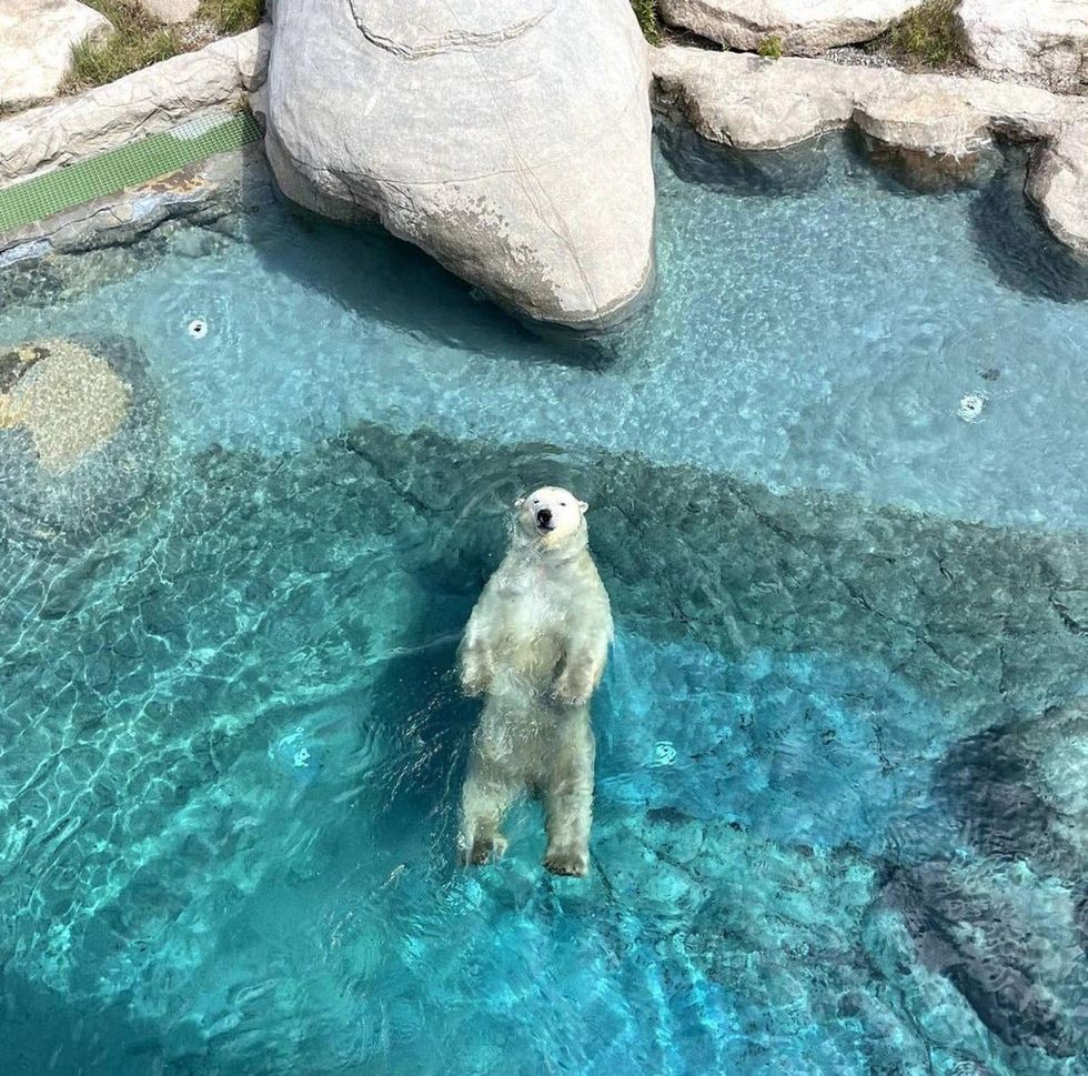 Rockscapes of Canada polar bear