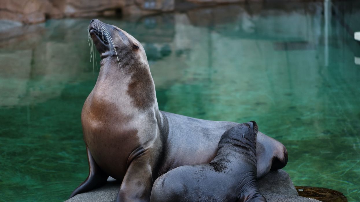 Rogue and Natoa at Vancouver Aquarium