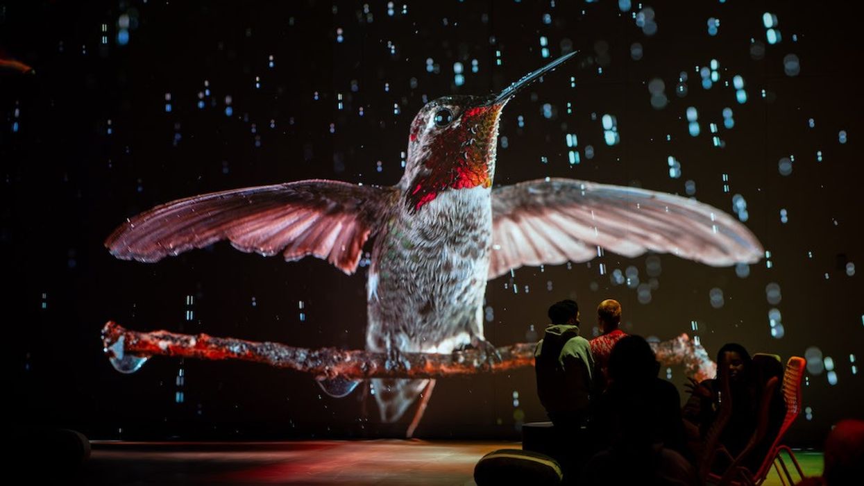 Root for Nature at Oasis Immersion